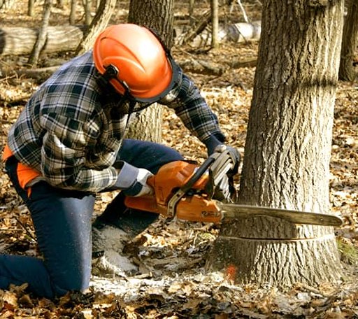 Tree Removal in Dunbridge, OH